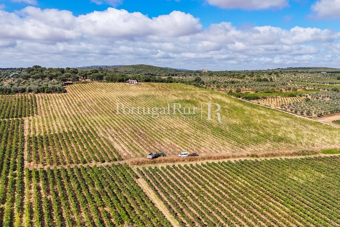 Finca in Nossa Senhora da Conceicao e Sao Bartolomeu, Évora District, Portugal 5 - 16147502