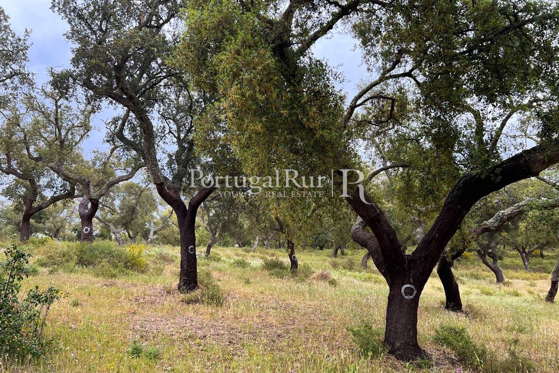 Estate in Borba (Matriz), Évora District, Portugal 3 - 14869555