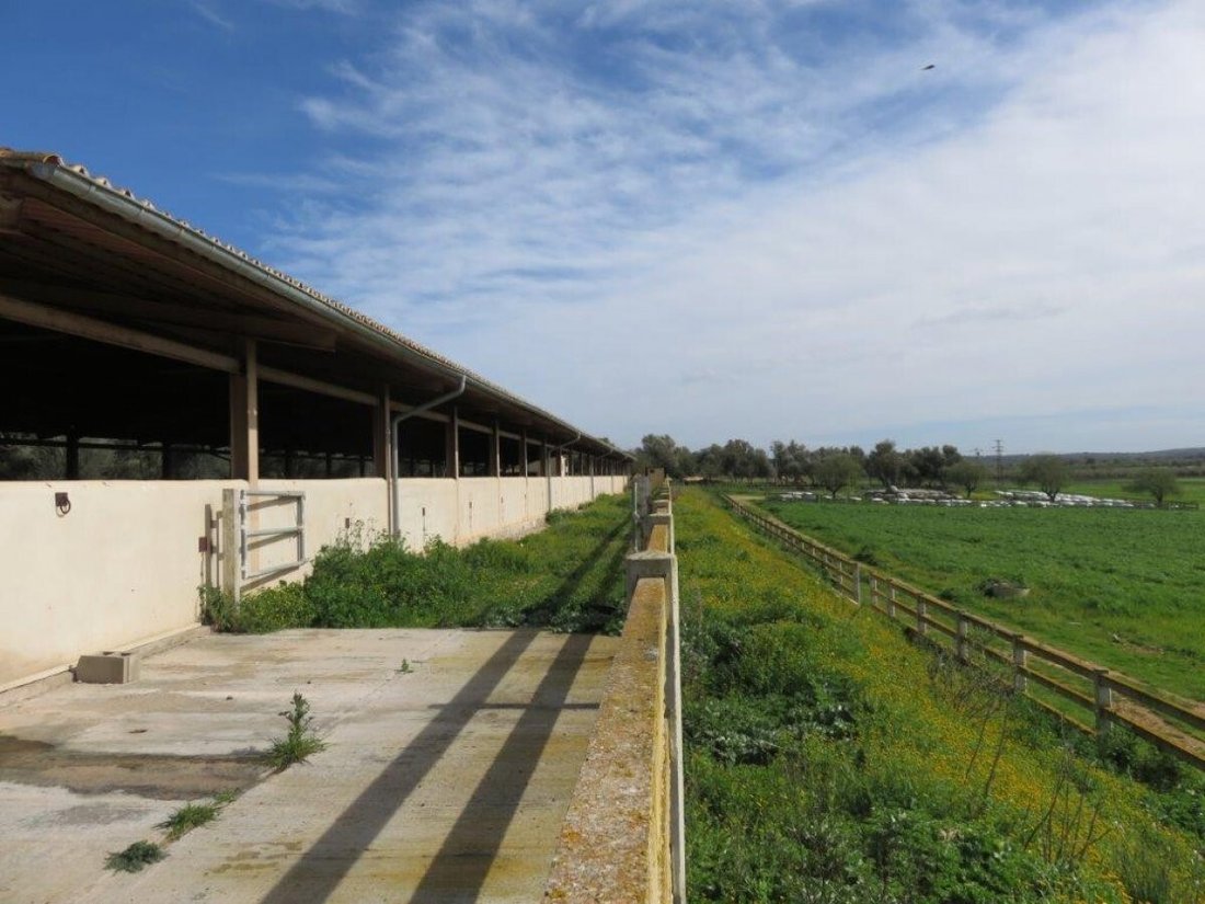 Country House in Campos, Balearic Islands, Spain 4 - 11761308