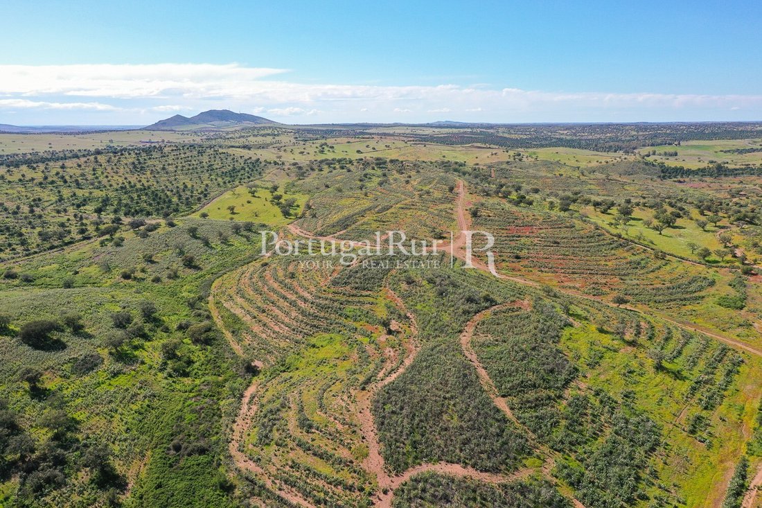 Domaine à São Miguel do Pinheiro, Beja, Portugal 4 - 14172484