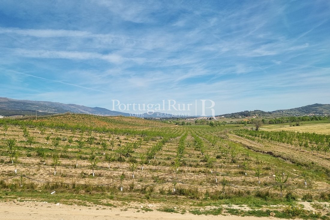 Estate in Alvados, Leiria District, Portugal 3 - 13867448