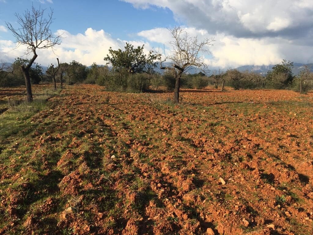 Terreno a Marratxí, Isole Baleari, Spagna 1 - 16174348