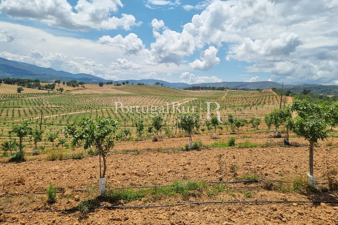 Estate in Alvados, Leiria District, Portugal 2 - 13867448