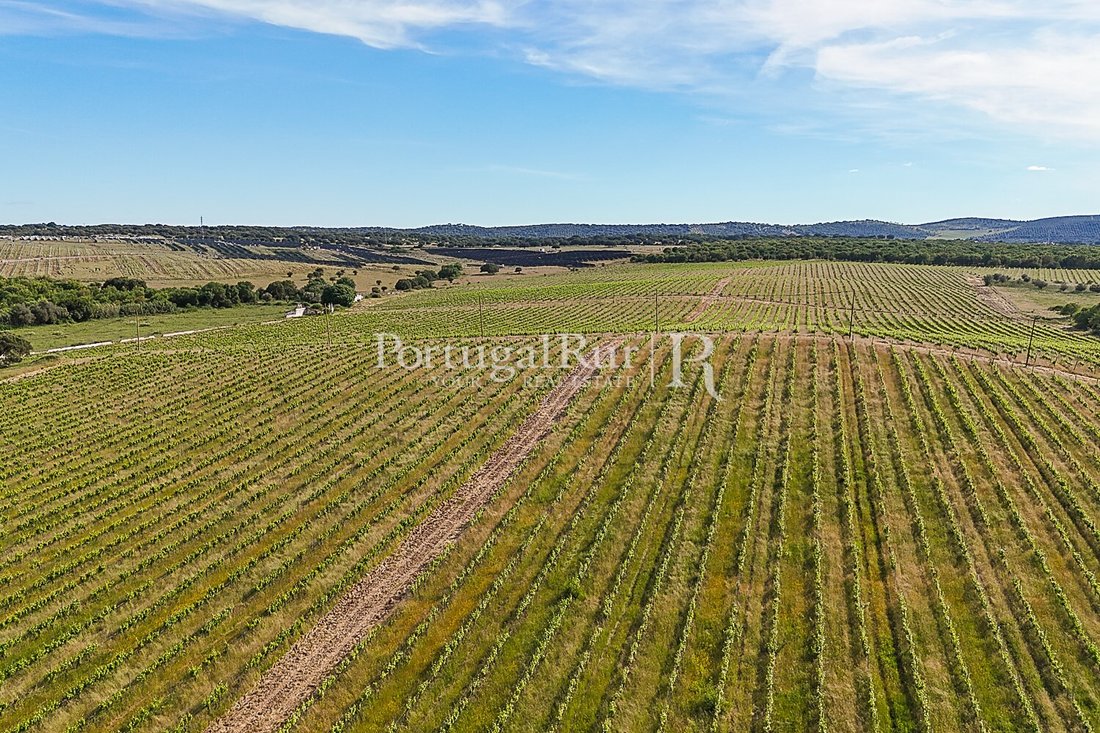 Estate in Evora (Sao Mamede, Se, Sao Pedro e Santo Antao), Évora District, Portugal 5 - 15752922