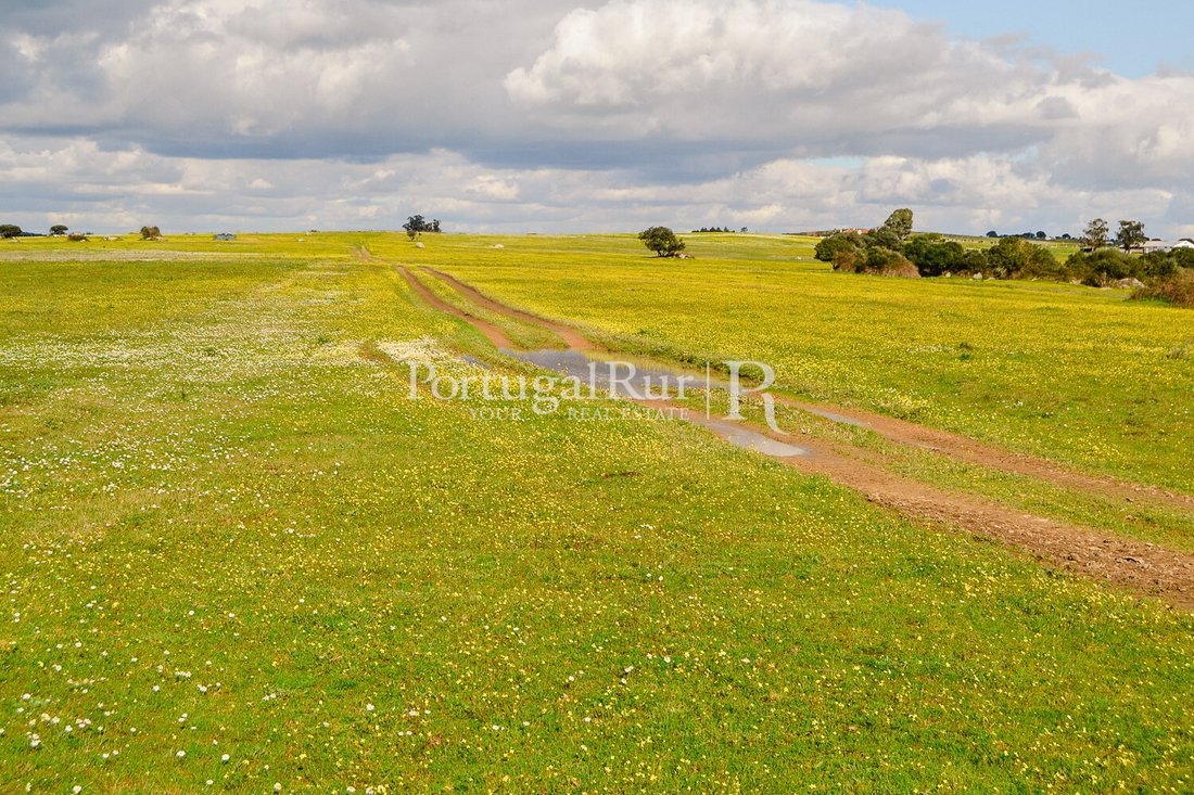 Land in Evora (Sao Mamede, Se, Sao Pedro e Santo Antao), Évora District, Portugal 5 - 12175812