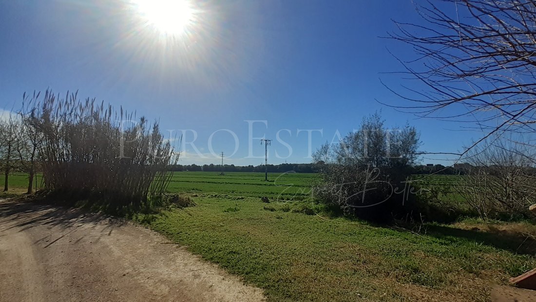 Land in Palma, Balearic Islands, Spain 2 - 14940604