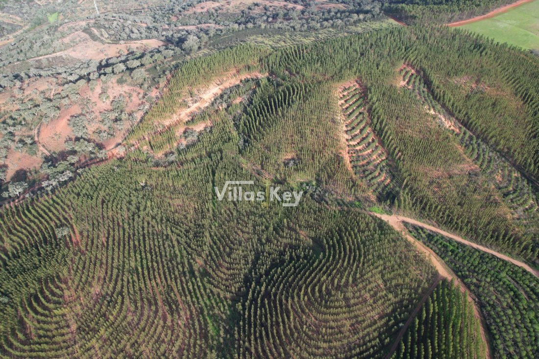 Estate in Sao Salvador e Santa Maria, Beja District, Portugal 5 - 12475667