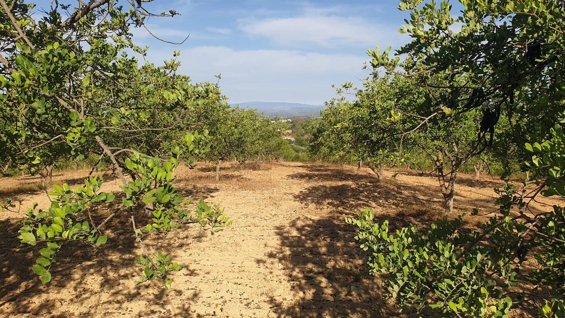 Land in Loule (Sao Sebastiao), Algarve, Portugal 4 - 14715034