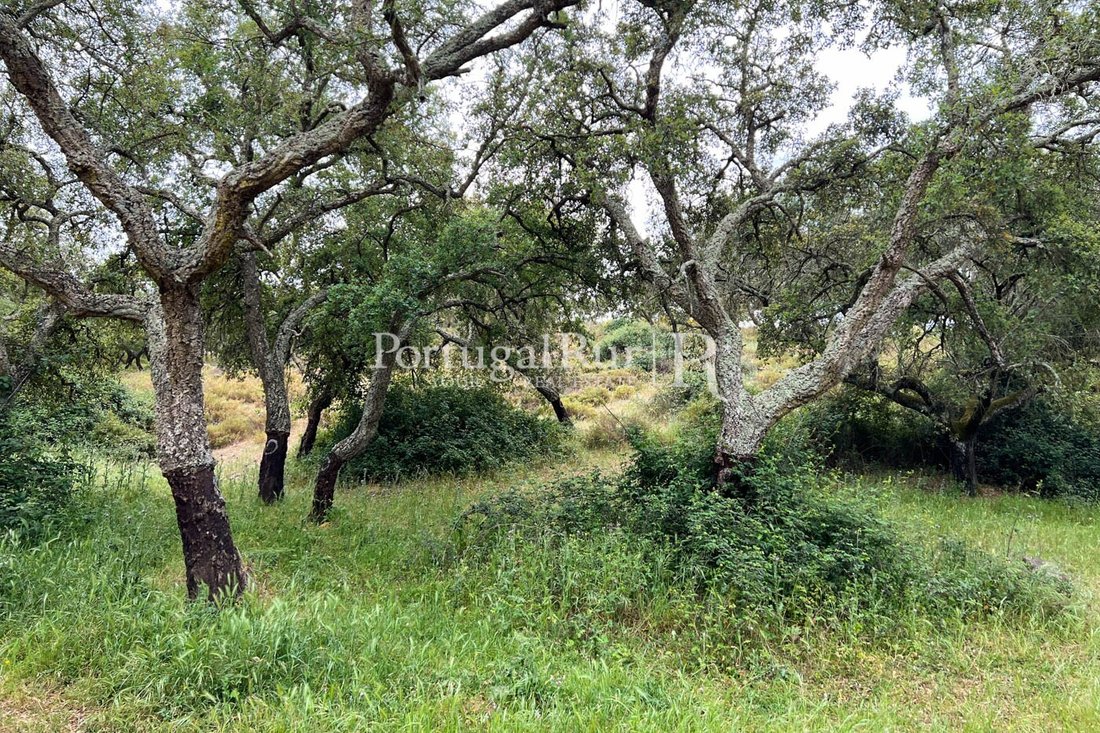 Estate in Borba (Matriz), Évora District, Portugal 1 - 14869555