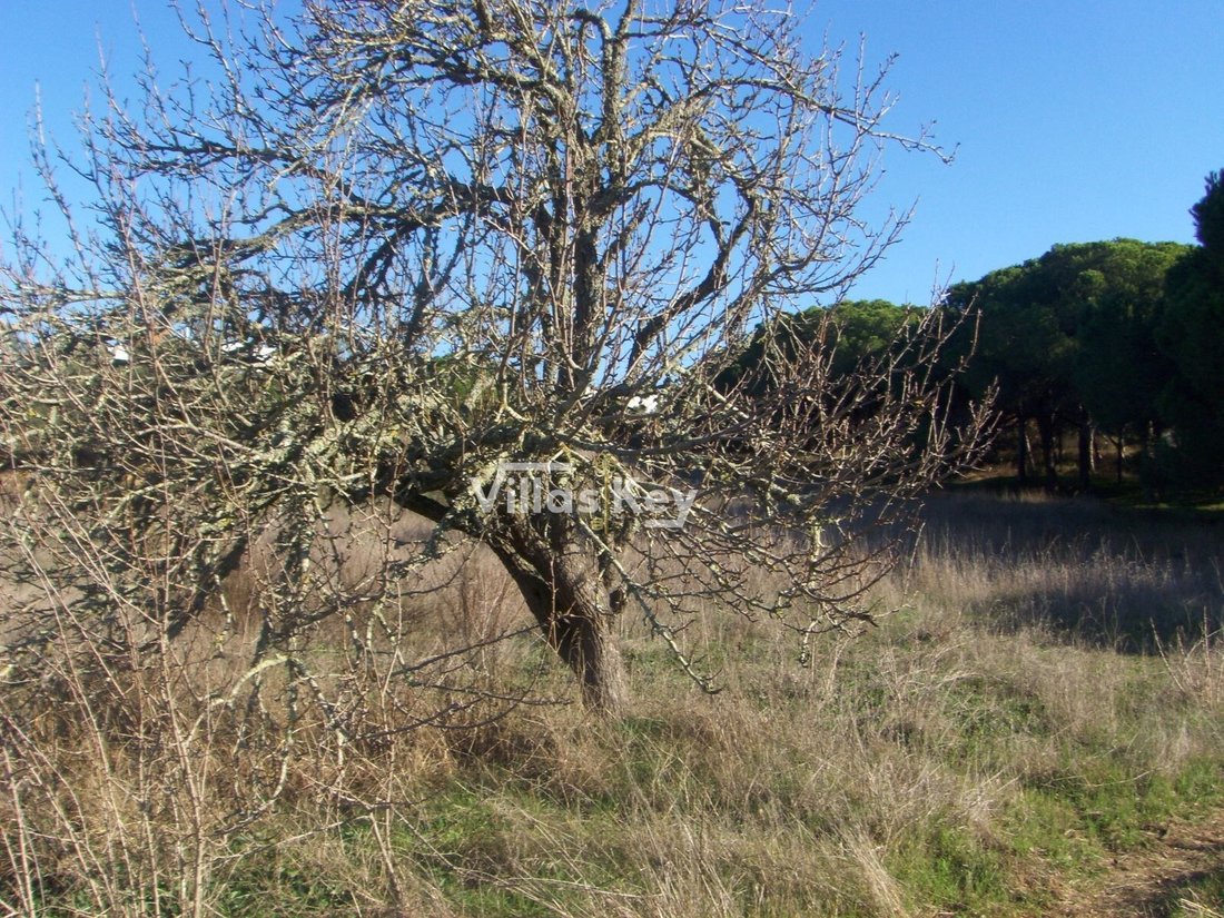 Land in Montenegro, Algarve, Portugal 4 - 12506837