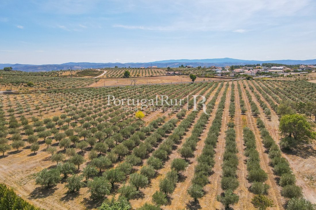 Finca à Se, Santa Maria e Meixedo, Bragance, Portugal 4 - 14876521