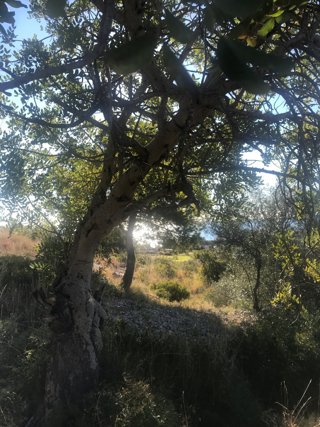 Land in Sitges, Catalonia, Spain 2 - 16484299