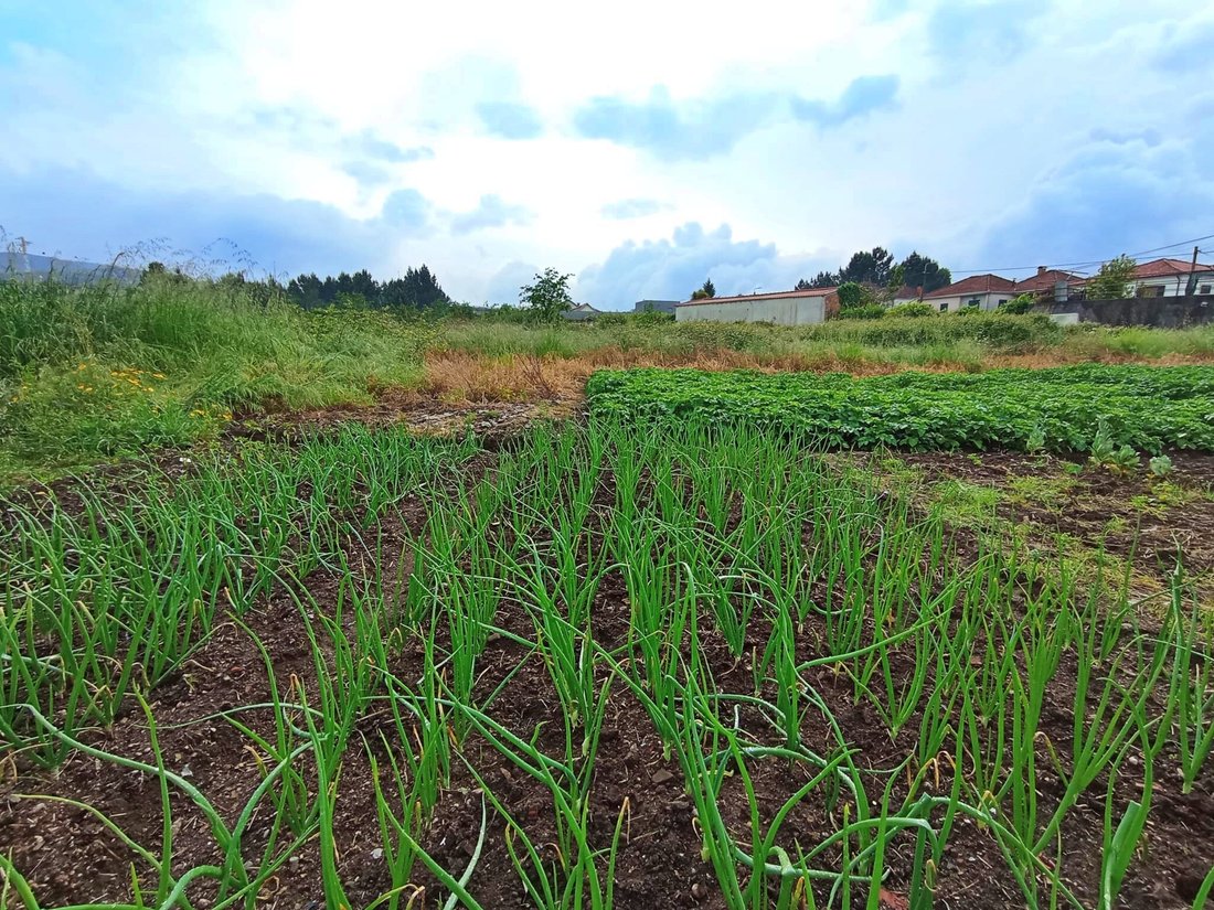 Land in Campo e Sobrado, Porto District, Portugal 5 - 15658235