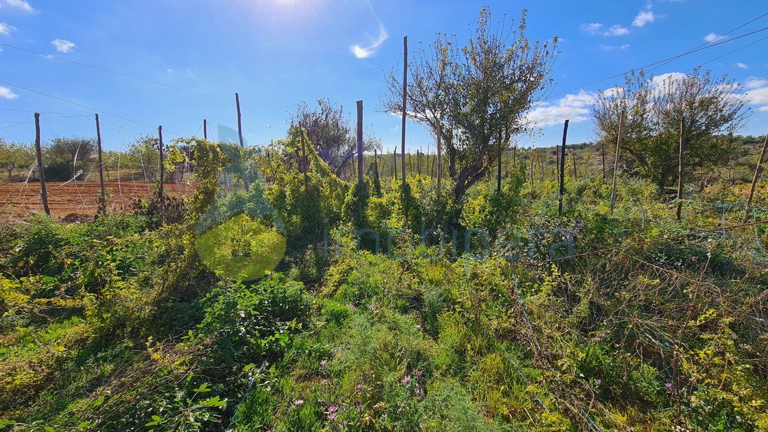 Land in Guia, Algarve, Portugal 5 - 16484816