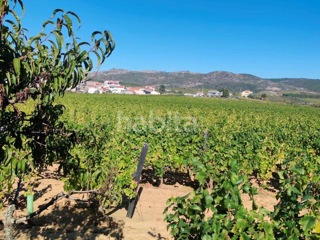 Finca in Alijó, Vila Real District, Portugal 4 - 15263651