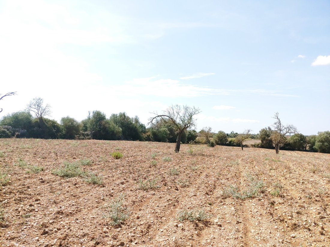 Land in Manacor, Balearic Islands, Spain 5 - 16392543