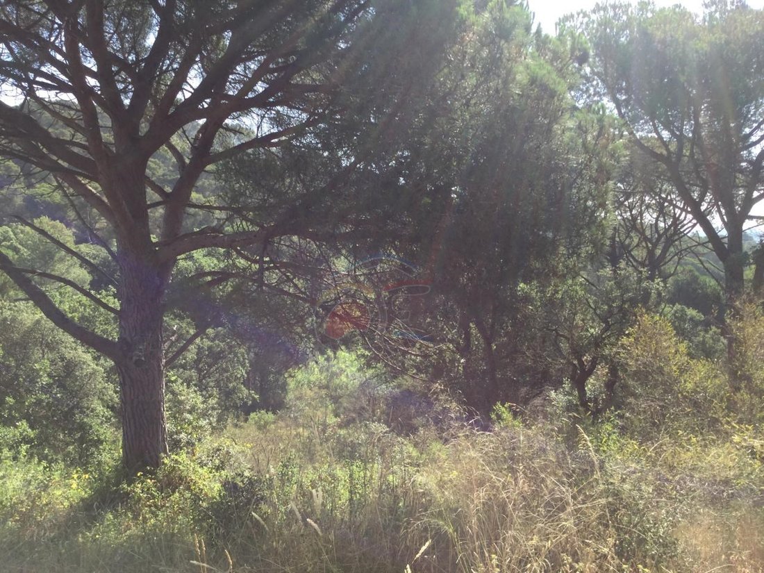 Land in Palamos, Catalonia, Spain 2 - 12274753