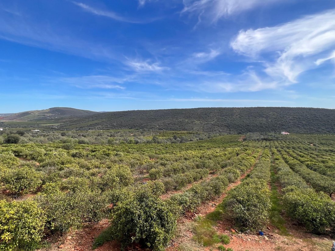 Estate in Silves, Algarve, Portugal 4 - 13289645