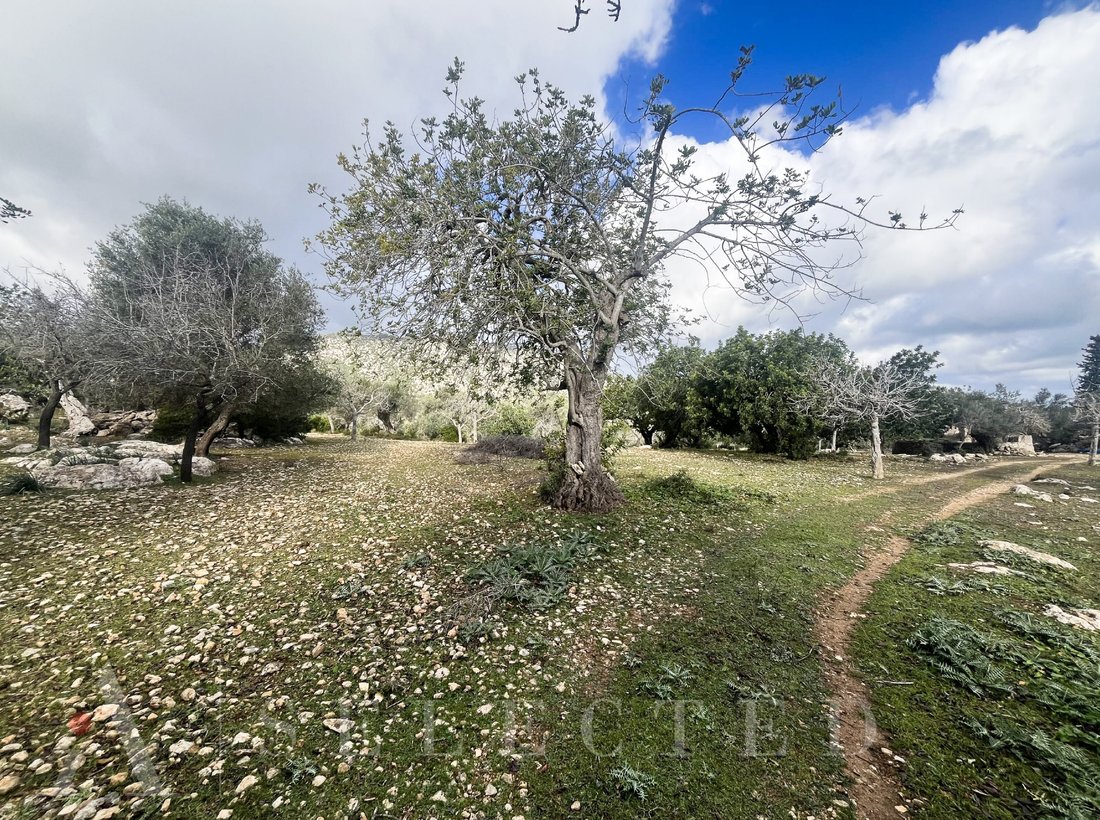 Chalet in Pollenca, Balearic Islands, Spain 5 - 13725493