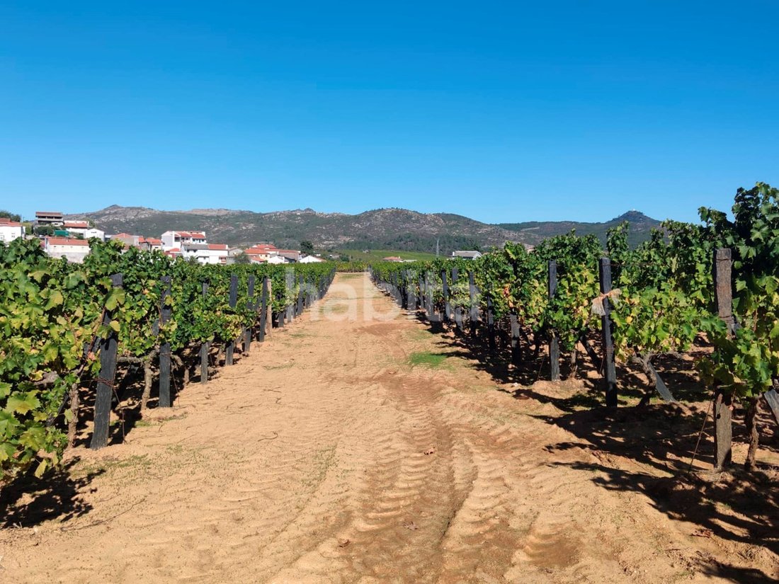 Finca in Alijó, Vila Real District, Portugal 5 - 15263651