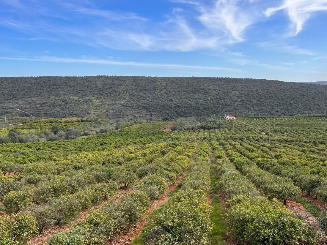 Estate in Silves, Algarve, Portugal 1 - 13289645