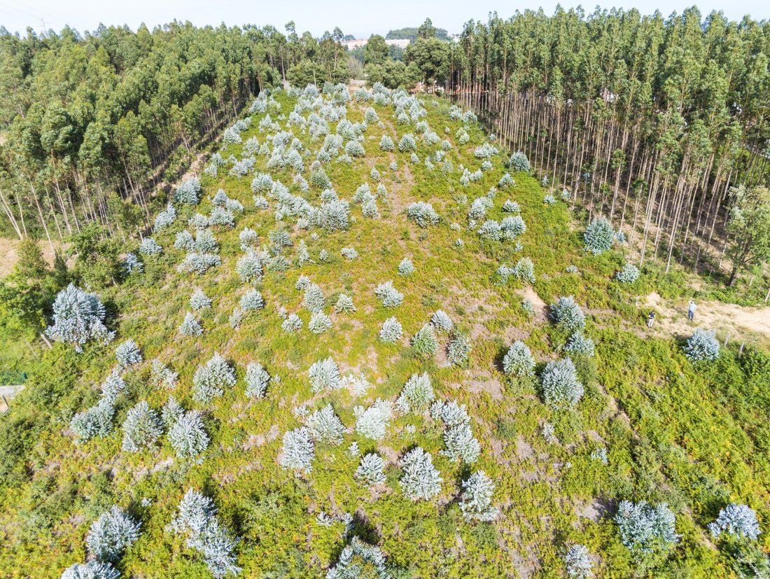Land in Nogueira da Regedoura, Aveiro District, Portugal 1 - 12274654