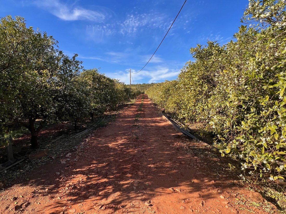 Estate in Silves, Algarve, Portugal 2 - 13289645