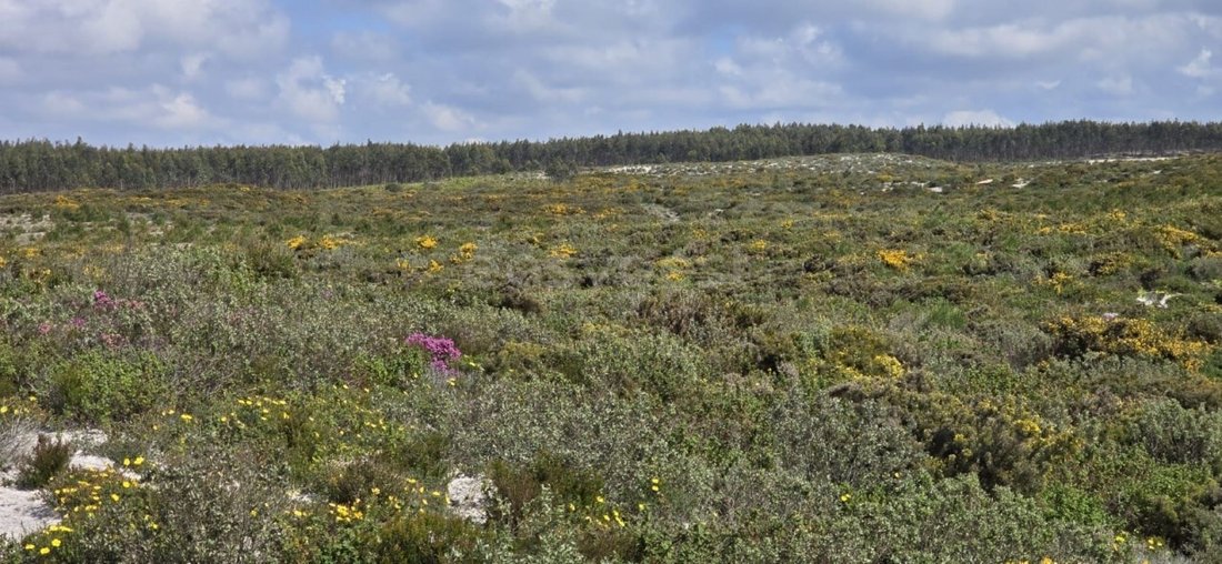 Land in Pataias, Leiria District, Portugal 5 - 15739843
