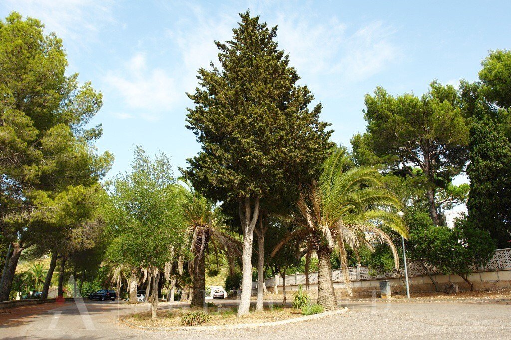 Land in Alcudia, Balearic Islands, Spain 5 - 16598139