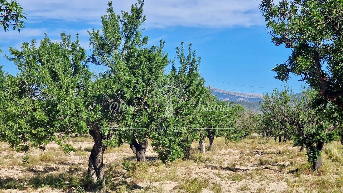 Land in Santa Maria del Cami, Balearic Islands, Spain 1 - 14947542
