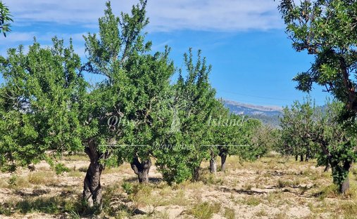 Land in Santa Maria del Cami, Balearic Islands, Spain 1