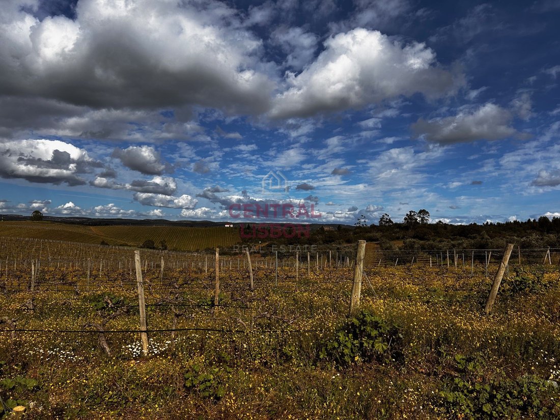 Land in Terena (Sao Pedro), Évora District, Portugal 3 - 15835374