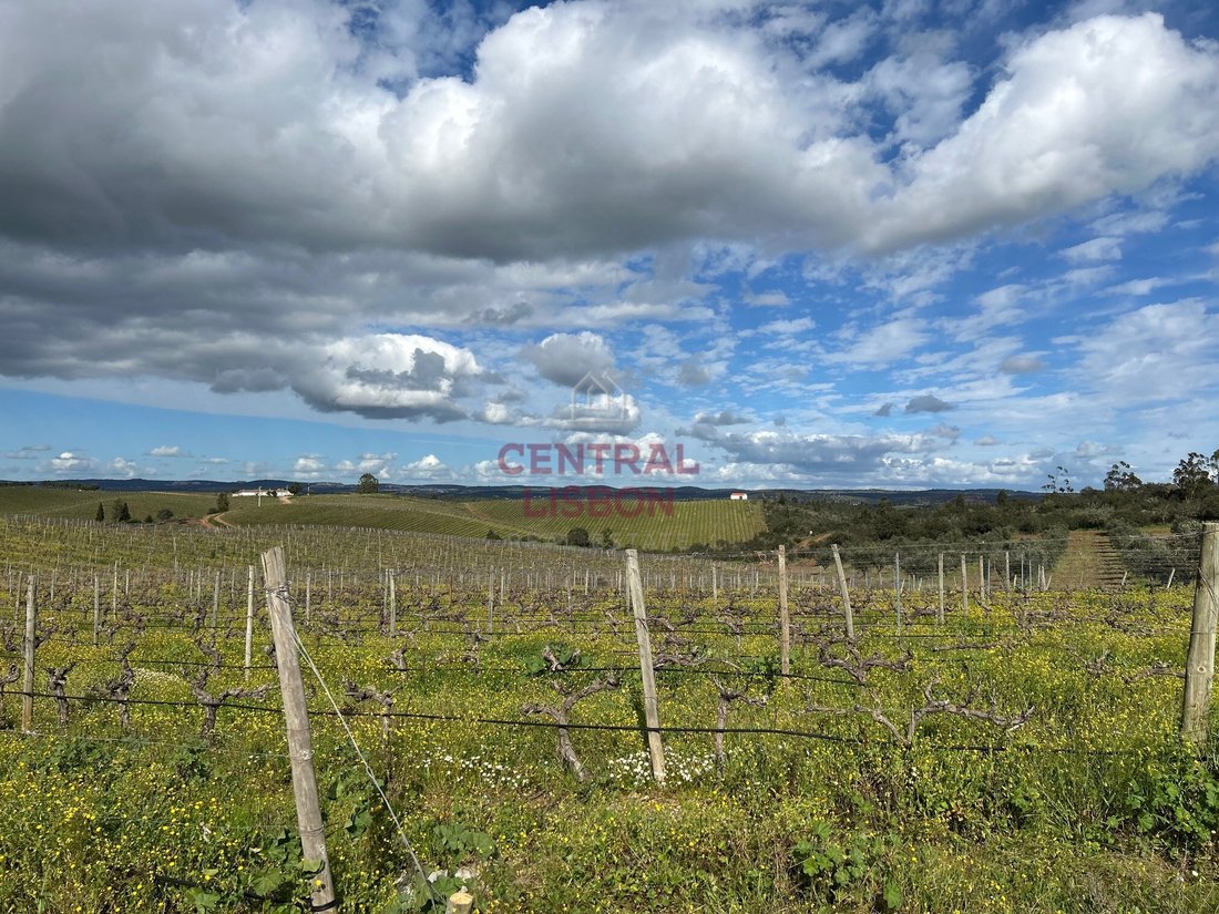 Land in Terena (Sao Pedro), Évora District, Portugal 5 - 15835374