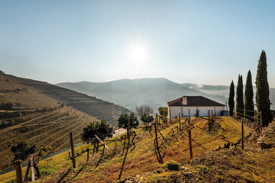 Finca in Ervedosa do Douro, Viseu District, Portugal 5 - 15092239