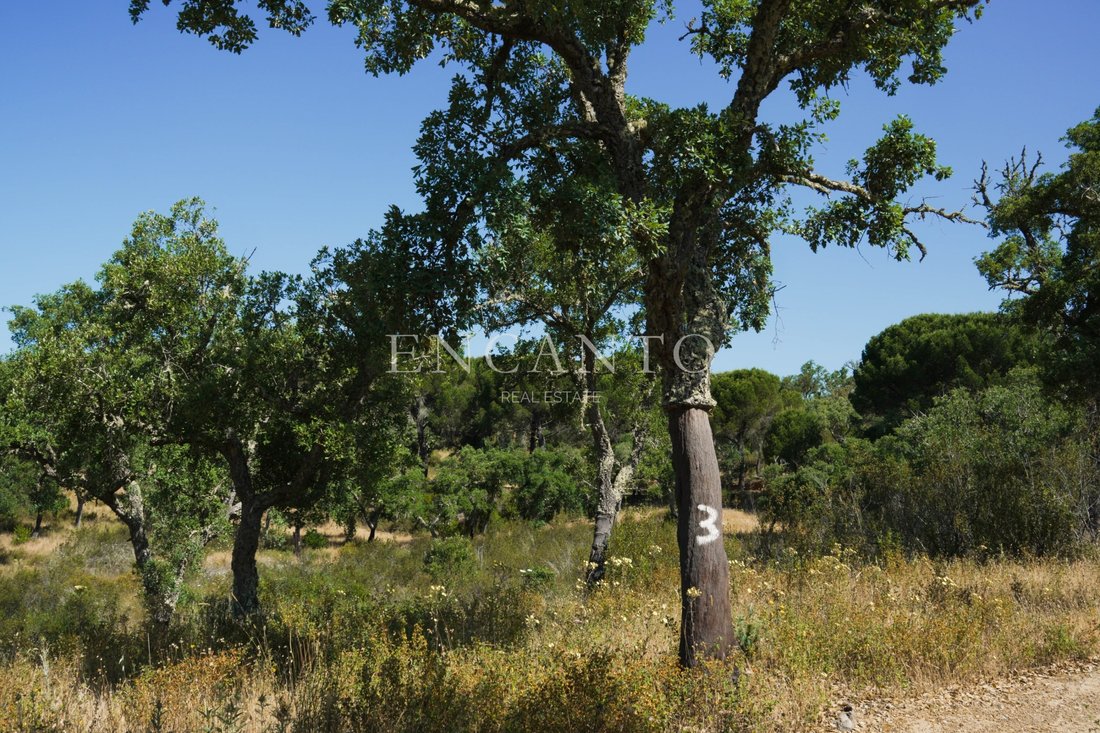 Estate in Grandola e Santa Margarida da Serra, Setubal, Portugal 3 - 15917642