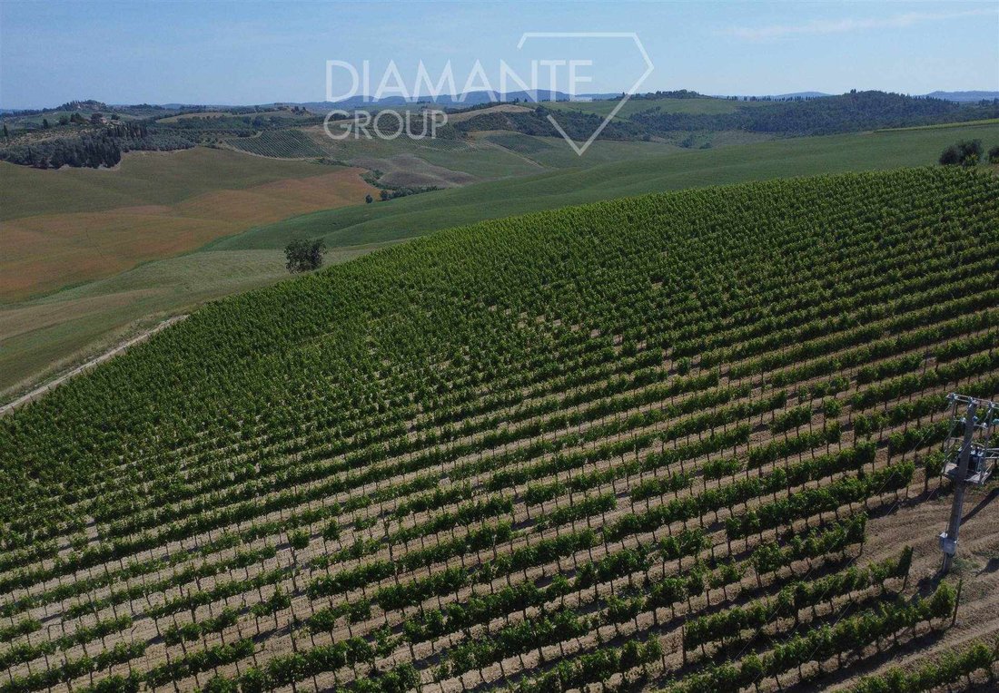 Farm Ranch in Montalcino, Tuscany, Italy 3 - 16725042