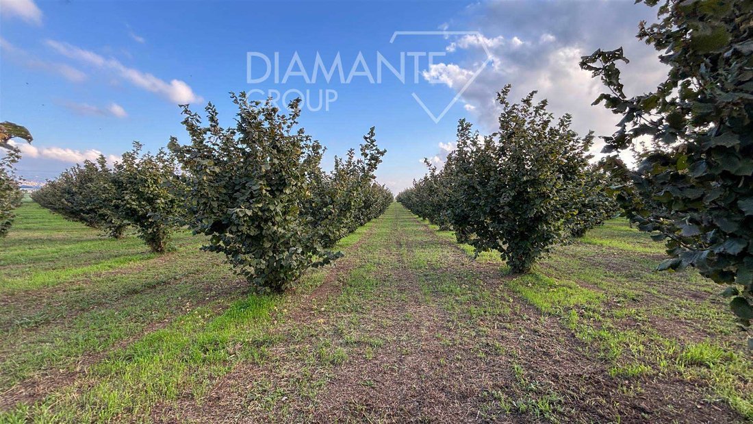 Land in Monterazzano, Viterbo, Lazio 4 - 16724991