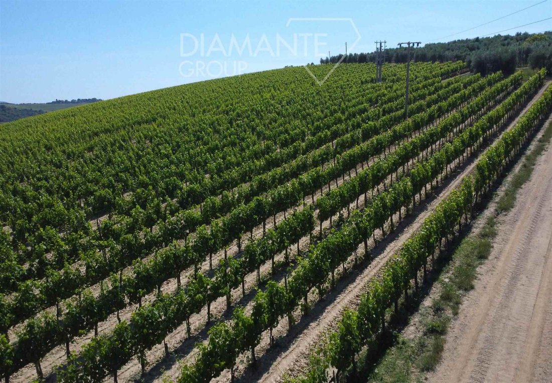 Farm Ranch in Montalcino, Tuscany, Italy 2 - 16725042