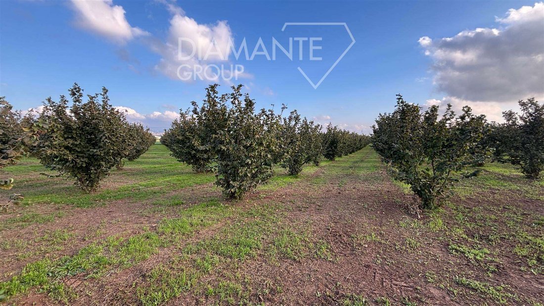 Land in Monterazzano, Viterbo, Lazio 2 - 16724991