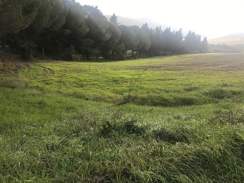 Land in Buonconvento, Tuscany, Italy 5 - 16724251