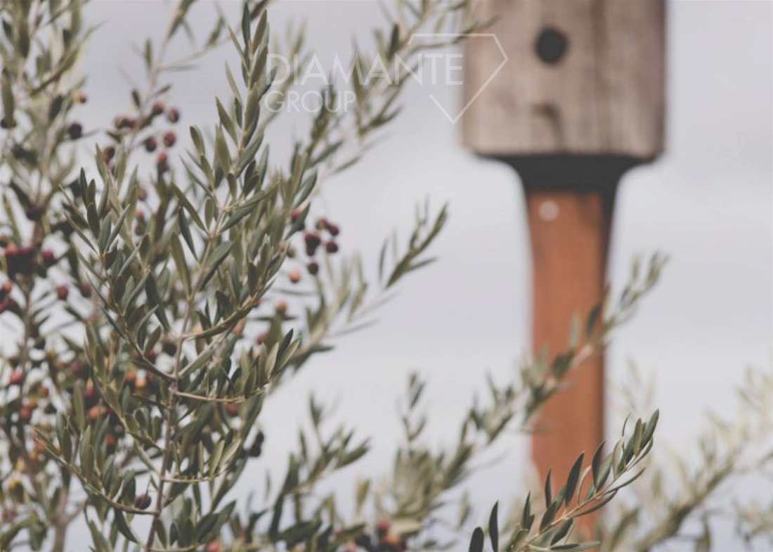 Farm Ranch in Manciano, Tuscany, Italy 5 - 16725110