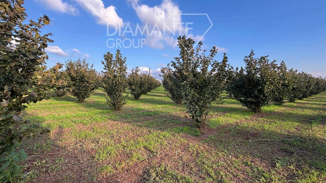 Land in Monterazzano, Viterbo, Lazio 3 - 16724991
