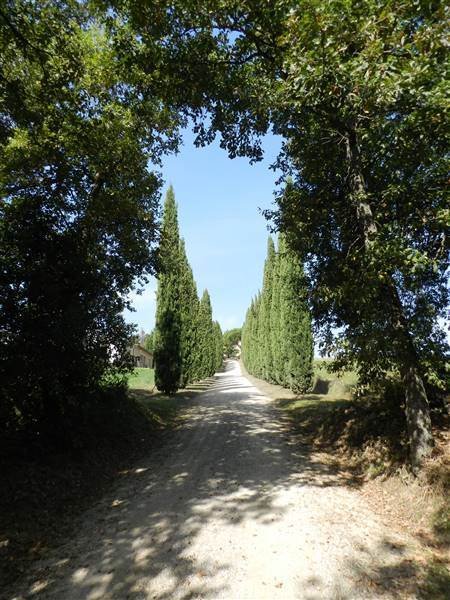 Farm Ranch in Montalcino, Tuscany, Italy 2 - 16724227