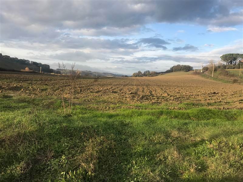 Land in Buonconvento, Tuscany, Italy 3 - 16724251