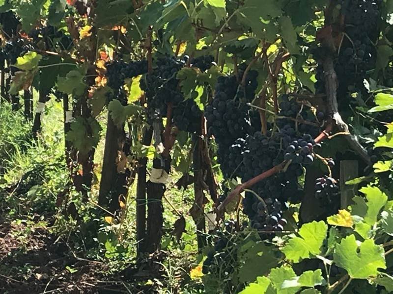 Farm Ranch in Gaiole in Chianti, Tuscany, Italy 4 - 16724012