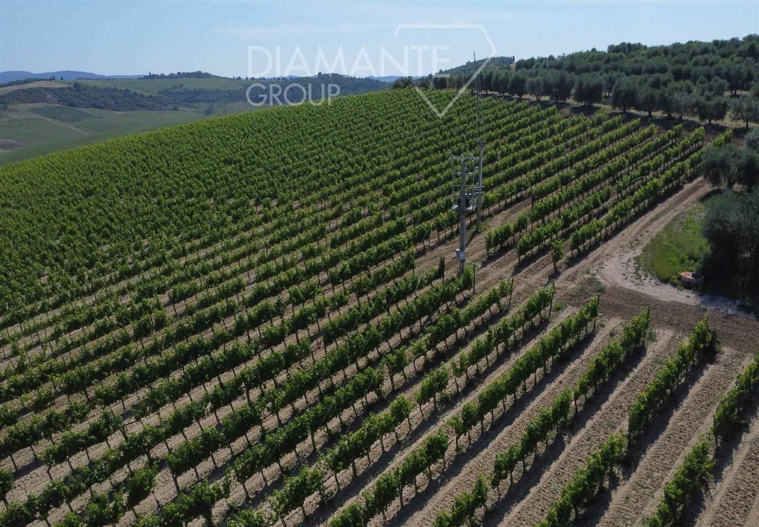Farm Ranch in Montalcino, Tuscany, Italy 5 - 16725042