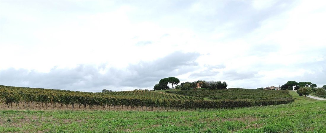 Farm Ranch in Magliano in Toscana, Tuscany, Italy 3 - 16722288