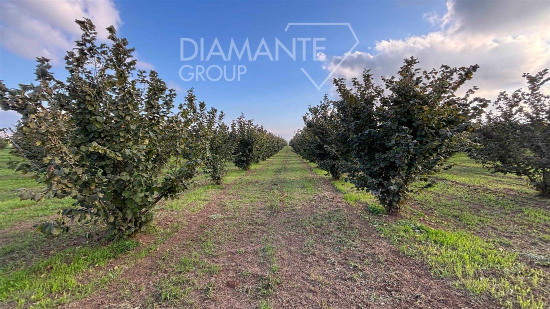 Land in Monterazzano, Viterbo, Lazio 1 - 16724991