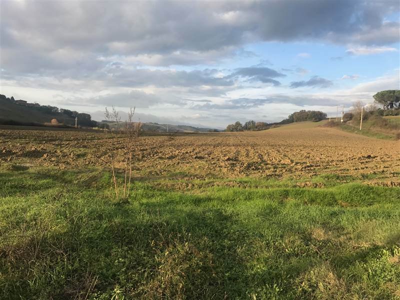 Land in Buonconvento, Tuscany, Italy 1 - 16724251