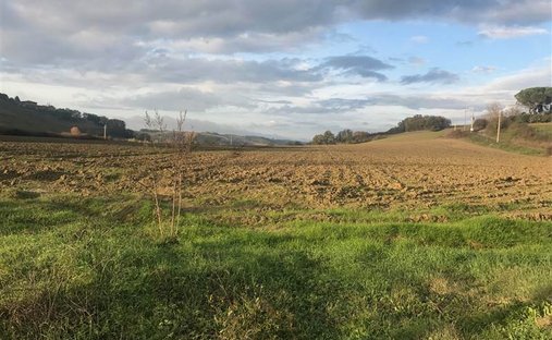 Land in Buonconvento, Tuscany, Italy 1